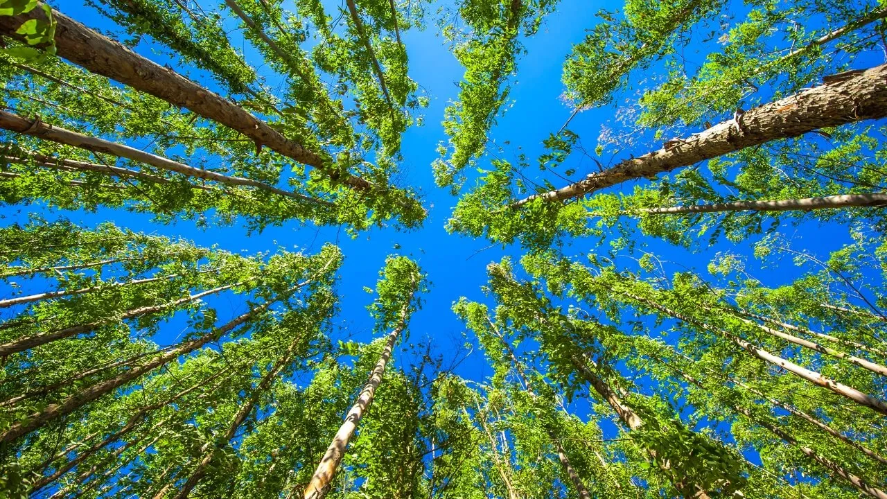 Wälder für nachhaltigen Zellstoff