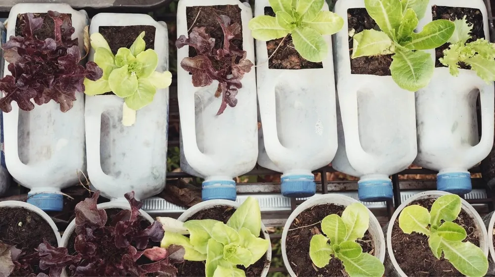 Upcycling packaging as a flower pot
