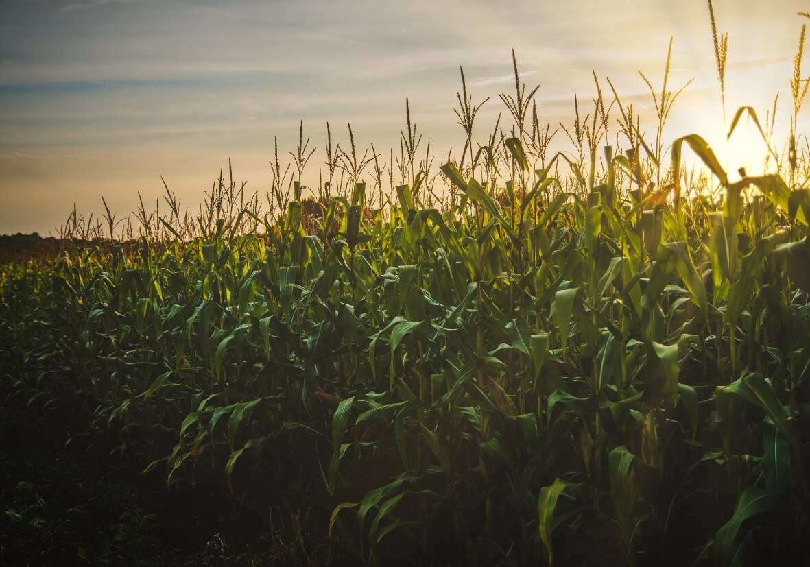 Campo di mais da cui si può ricavare plastica compostabile