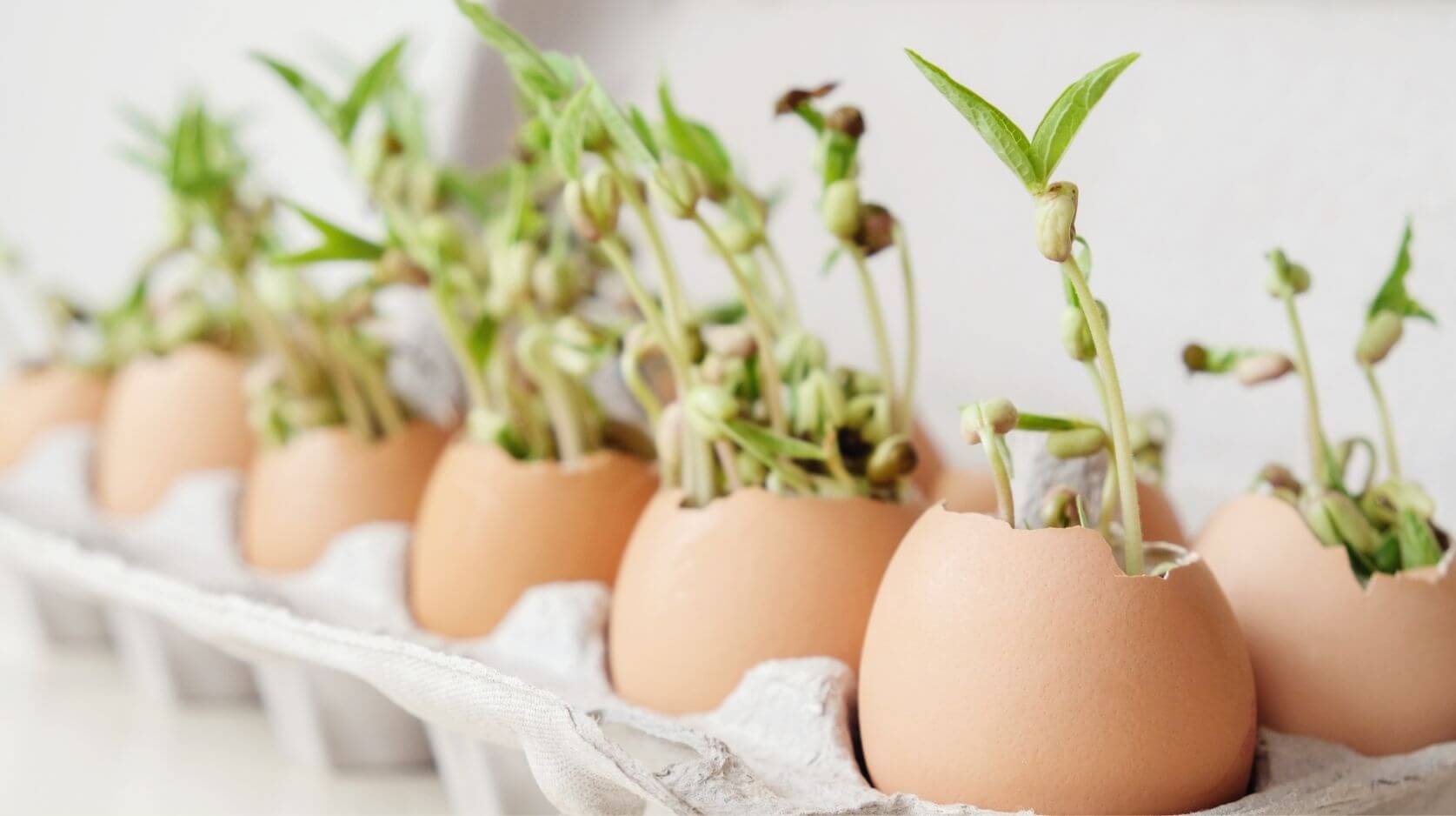 Eierschalen als Blumentopf