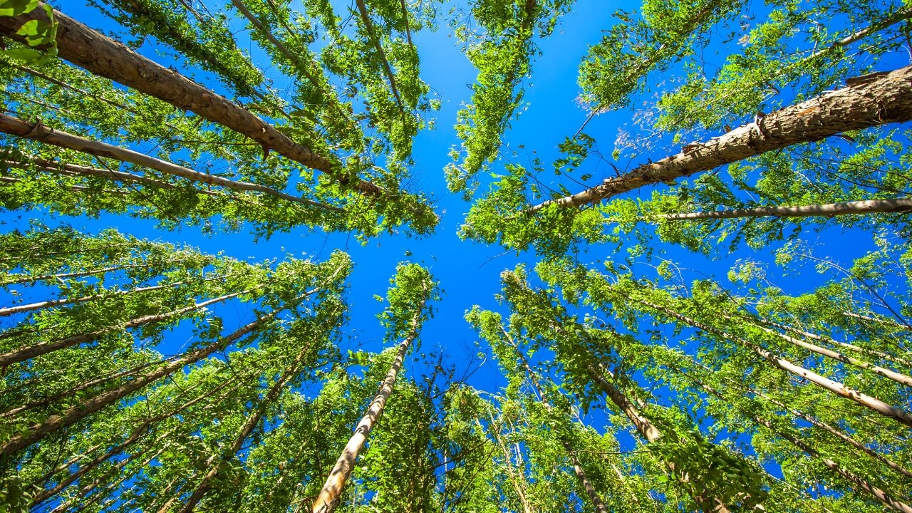 Wälder für nachhaltigen Zellstoff