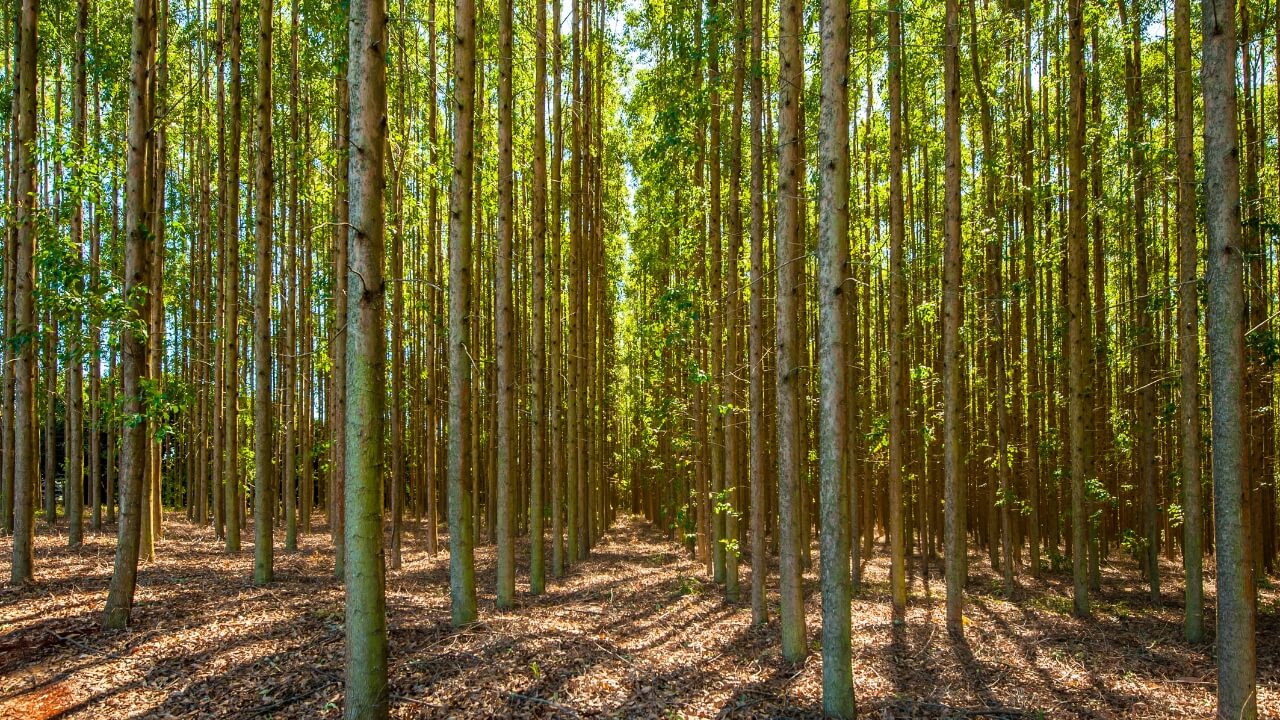 Wald für Zellstoffproduktion